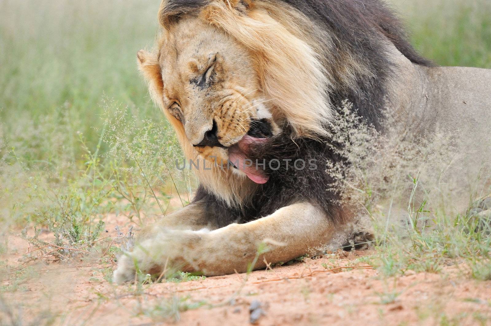 A male lion washing himself, Kgalagadi Transfrontier Park.