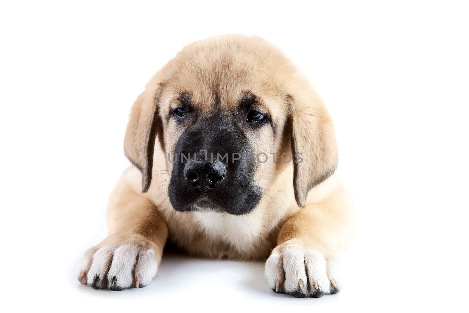 Three-monthly puppy of the Spanish mastiff close-up on a white background