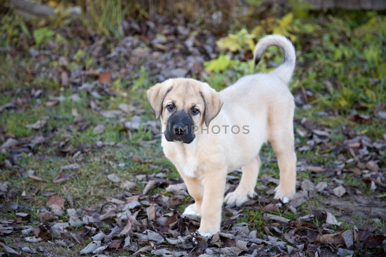 Puppy of the Spanish mastiff in square  the autumn afternoon