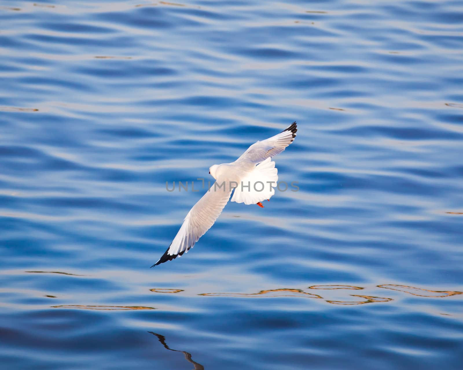 Seagull flying on beautiful blue sea