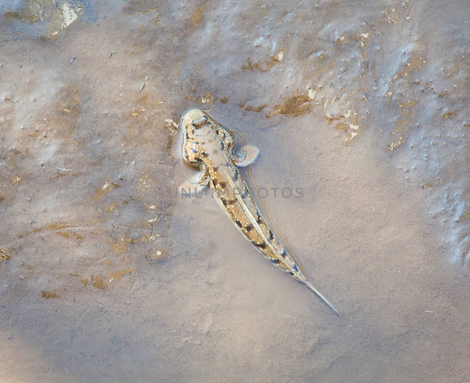 walking fish mudskipper on wet sand