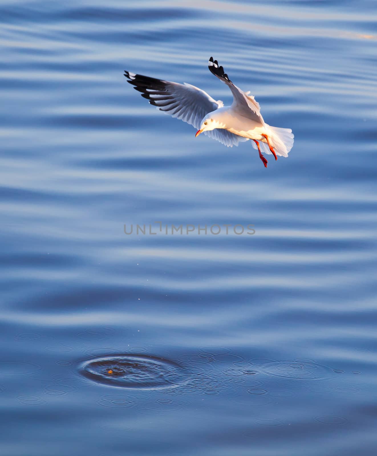 Seagulls eating in the sea