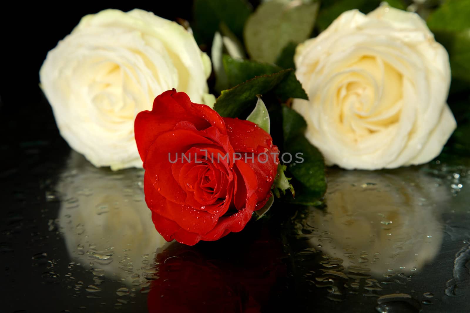 Rose with drops of water on a black background