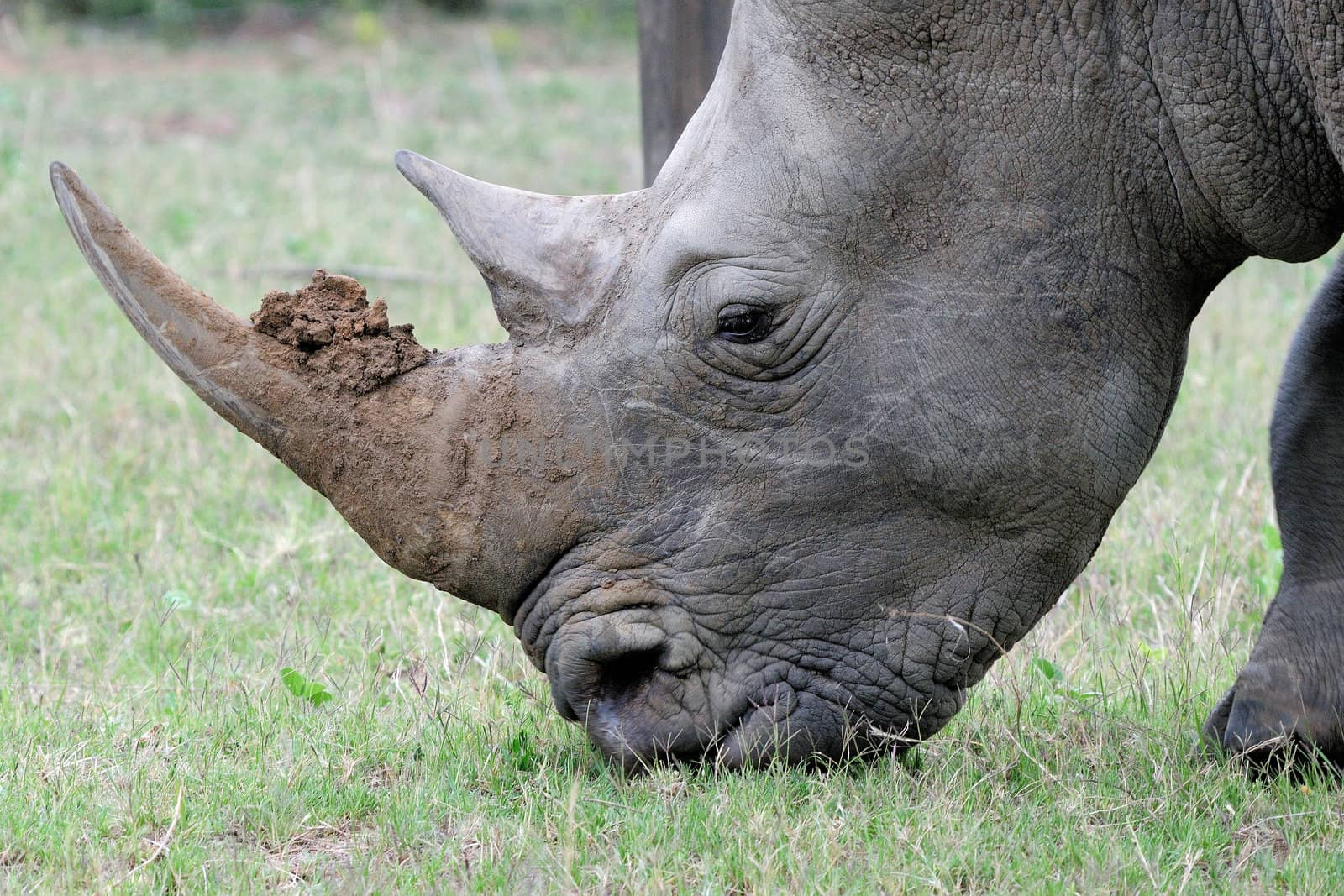 A white rhino male with mud on horn