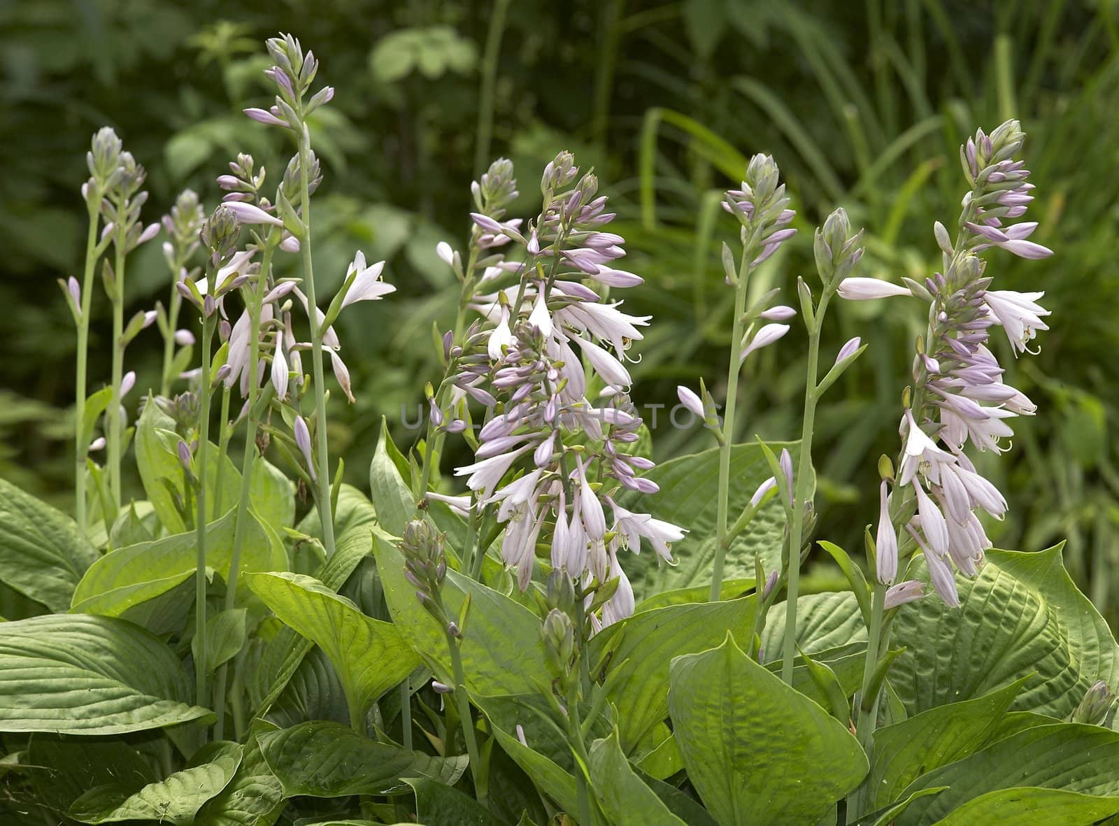 Flowers in the spring afternoon on a meadow