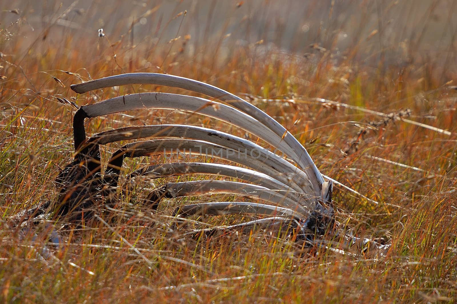 A clean eaten rib cage at the vulture restaurant at the Golden Gate Highlands National Park, South Africa