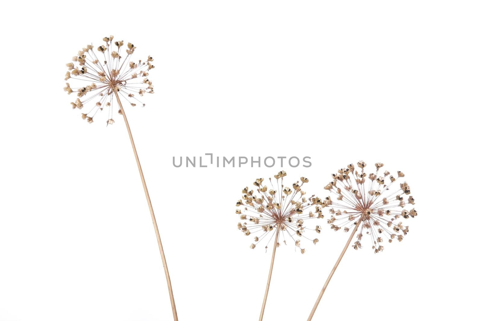 Dry flowers of a wild onions on  white background