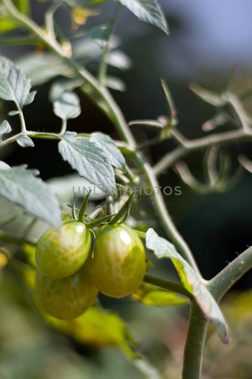 Some fresh grown green grape tomatoes slowly ripening right on the vine.