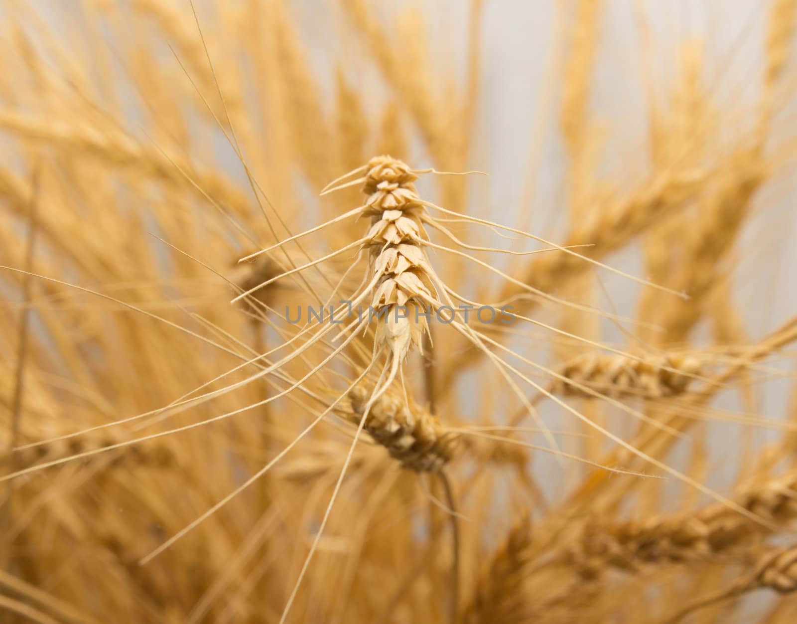 wheat as the background