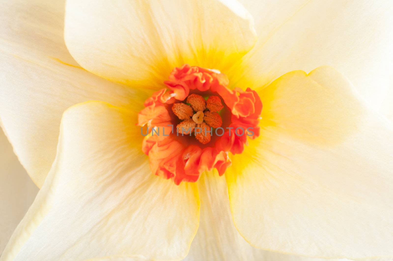 Close up (macro) shot of a Narcissus (daffodil) in full bloom.  Petals blend from yellow towards cream, with orange-red stamen and trumpet.  Landscape orientation.