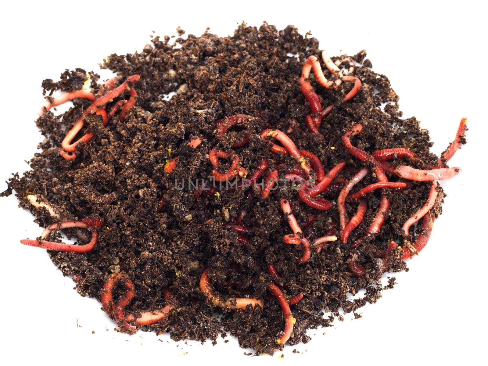 red worms in compost - bait for fishing  by schankz