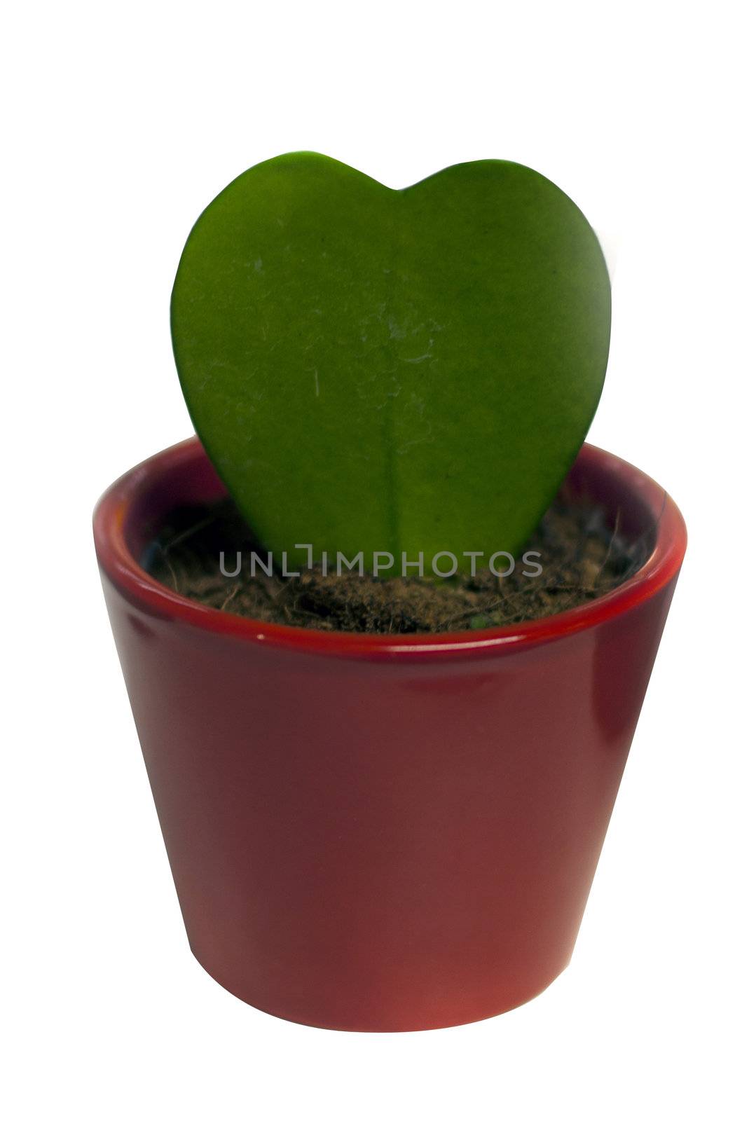 hoja kerri green heart with red vase