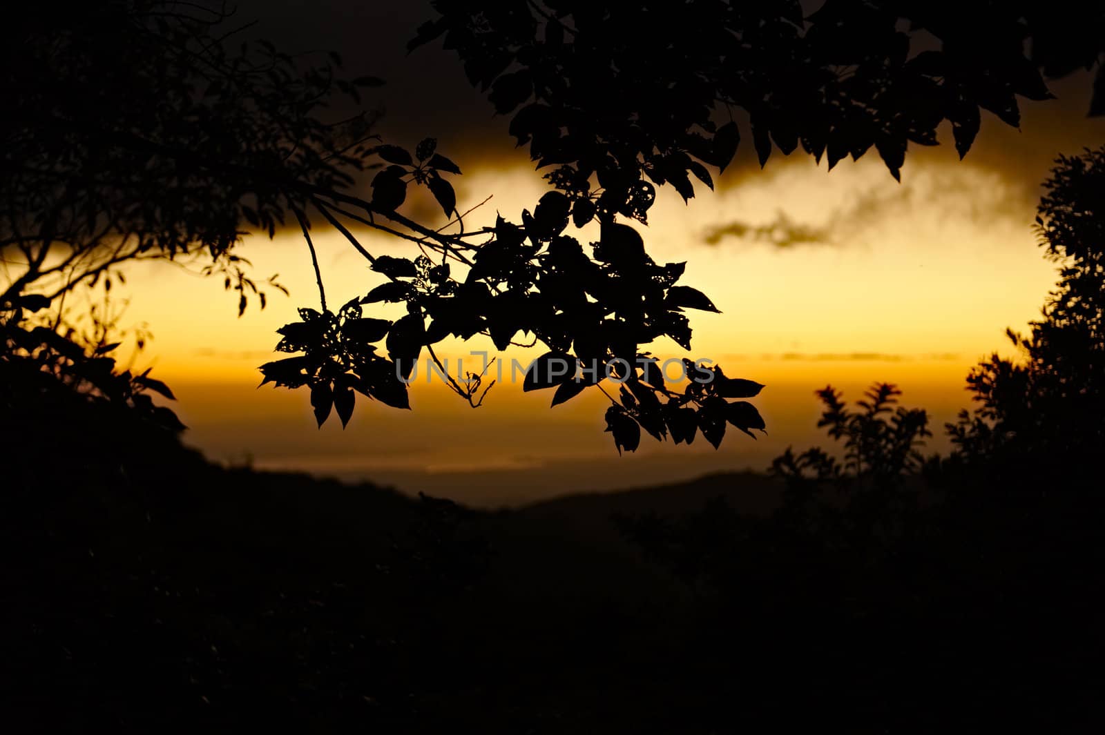 Jungle sunset in Childrens Eternal Rain Forest, Monteverde Area, Costa Rica.