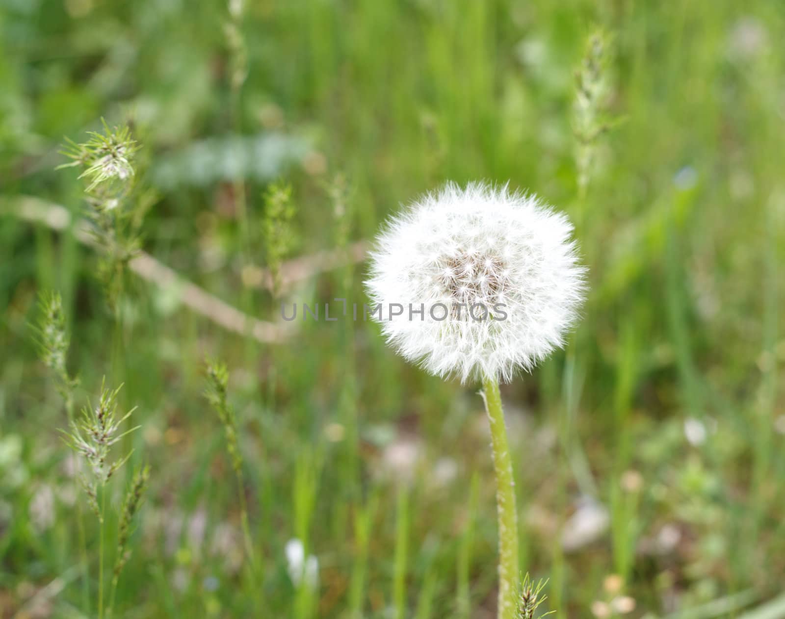 	
Single dandelion flower in a green grass