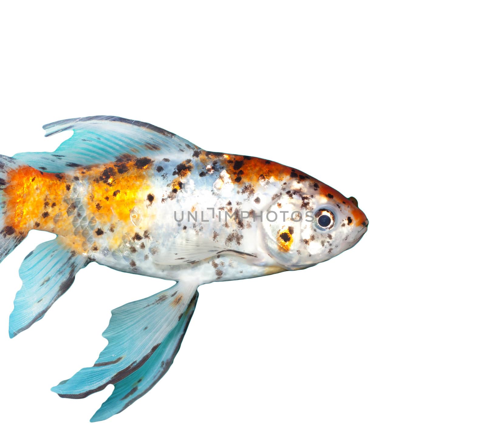 Gold fish by schankz