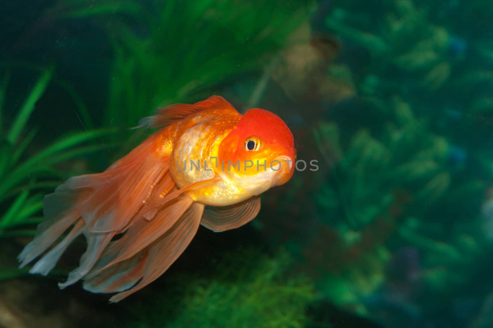 Gold oranda goldfish in an aquarium  by schankz