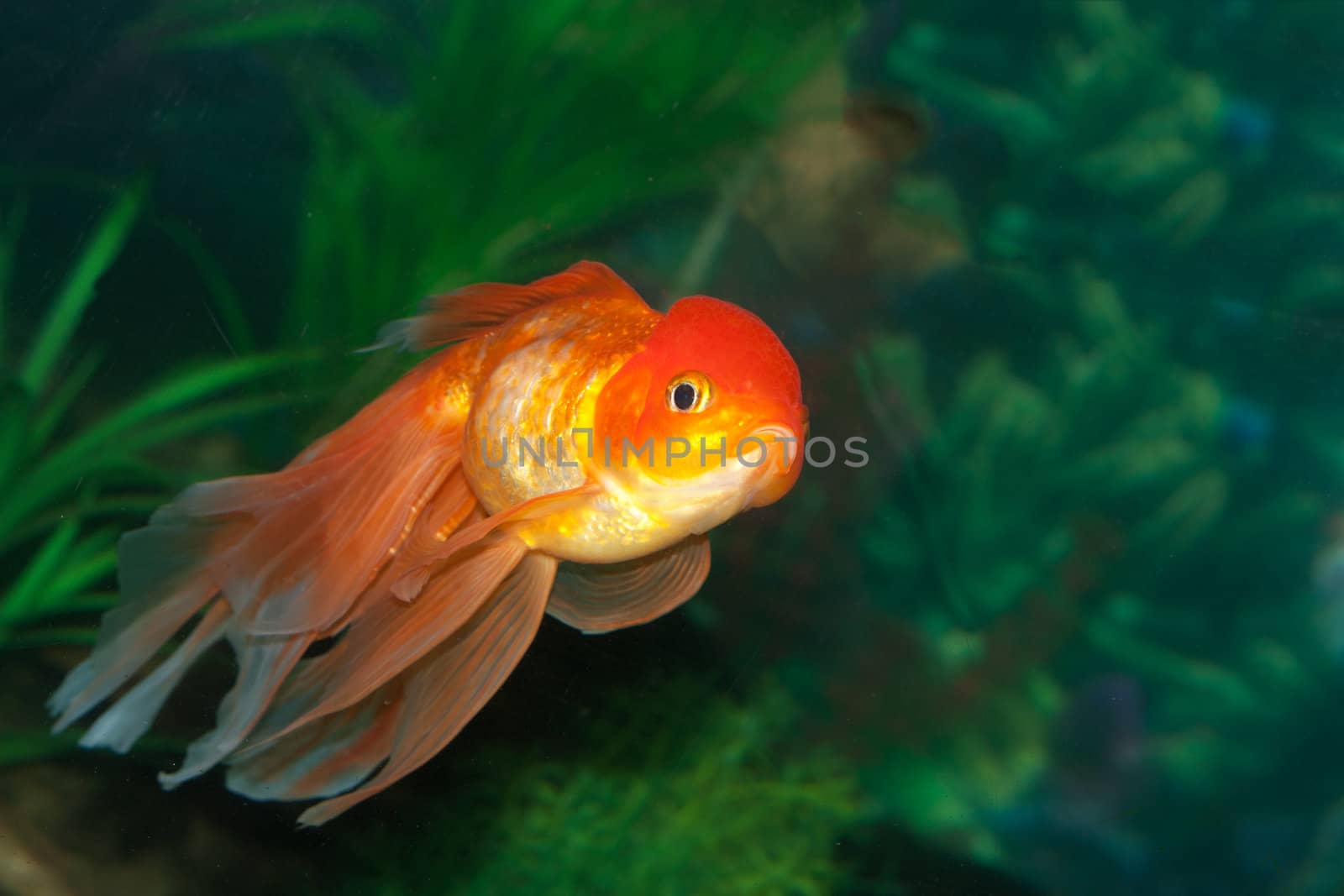 Gold oranda goldfish in an aquarium 