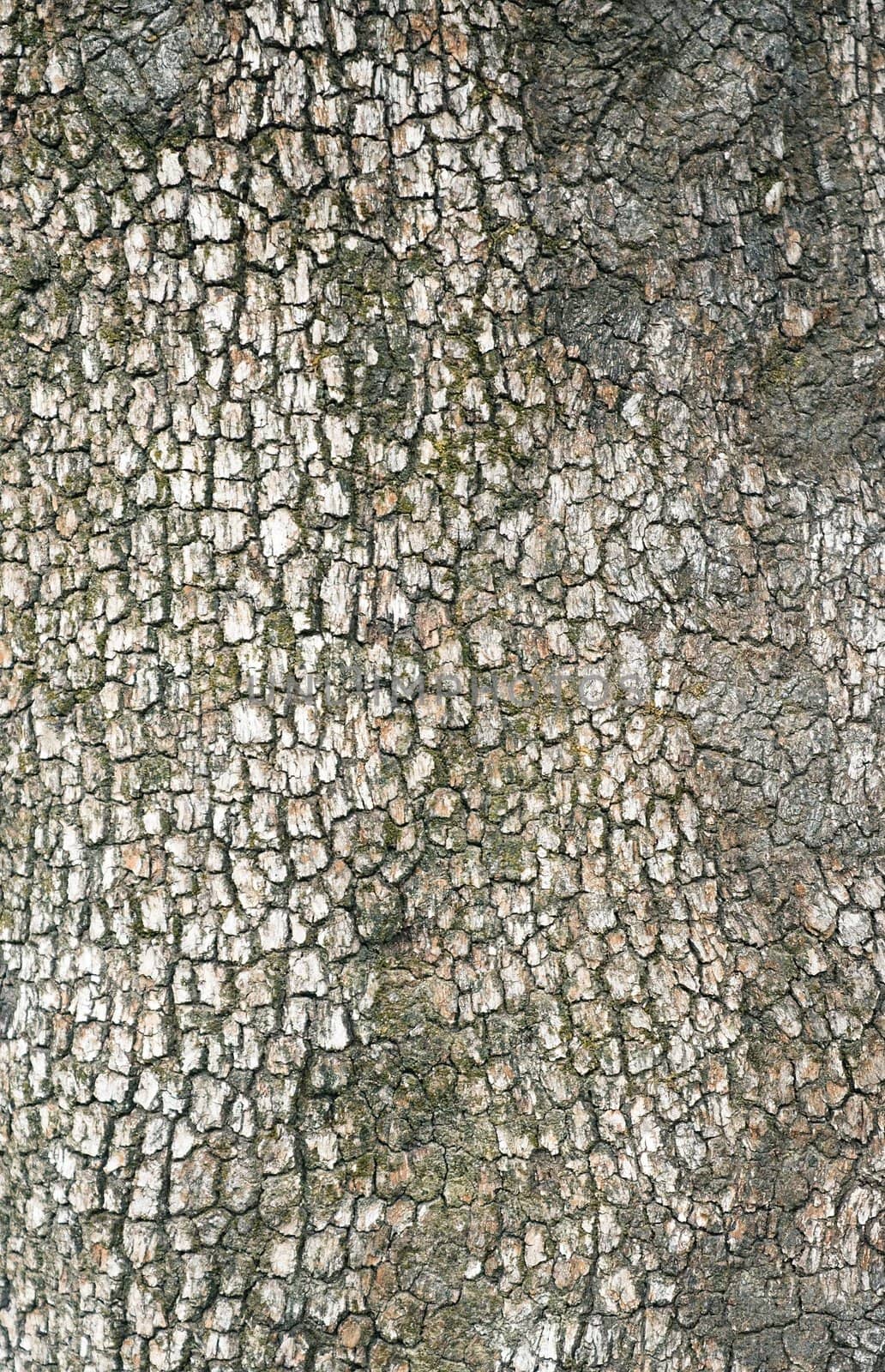 Texture of the bark of an old tree in the park