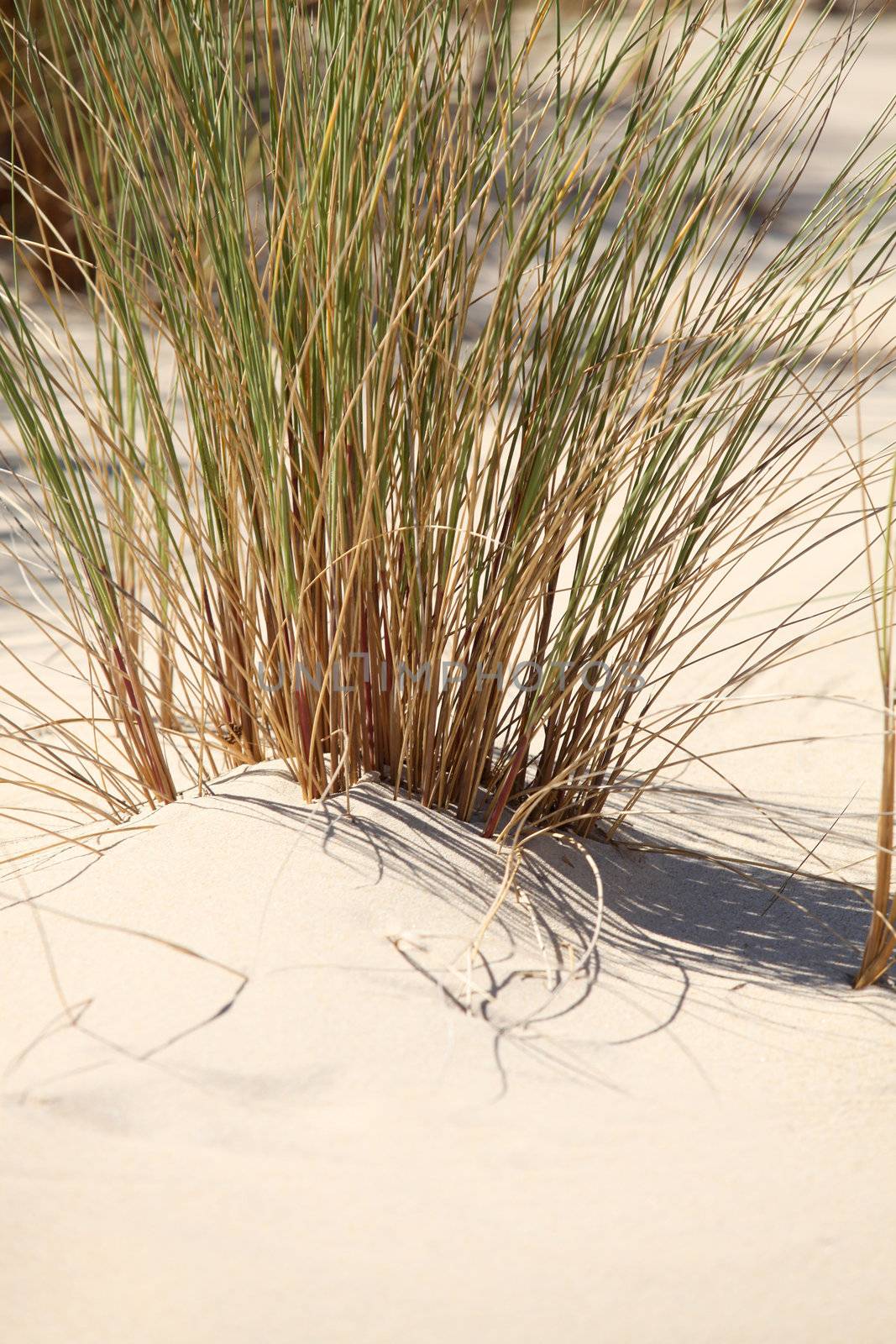 Reeds on a beach