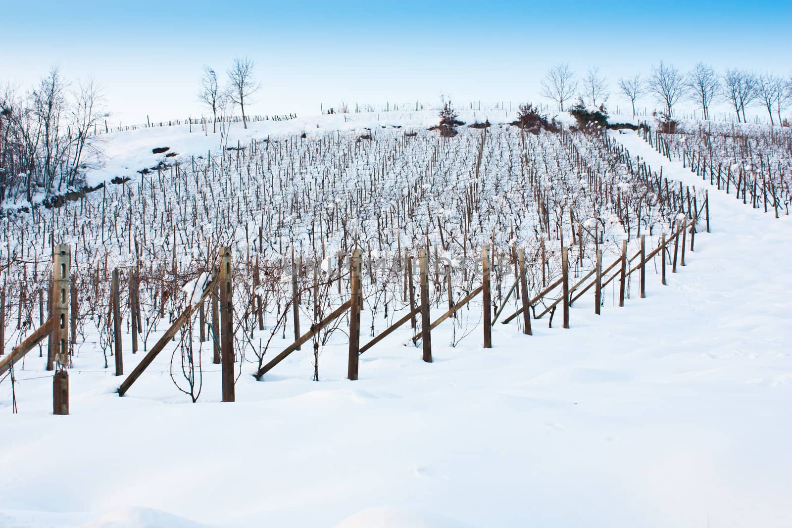 Unusual image of a wineyard in Tuscany (Italy) during winter time