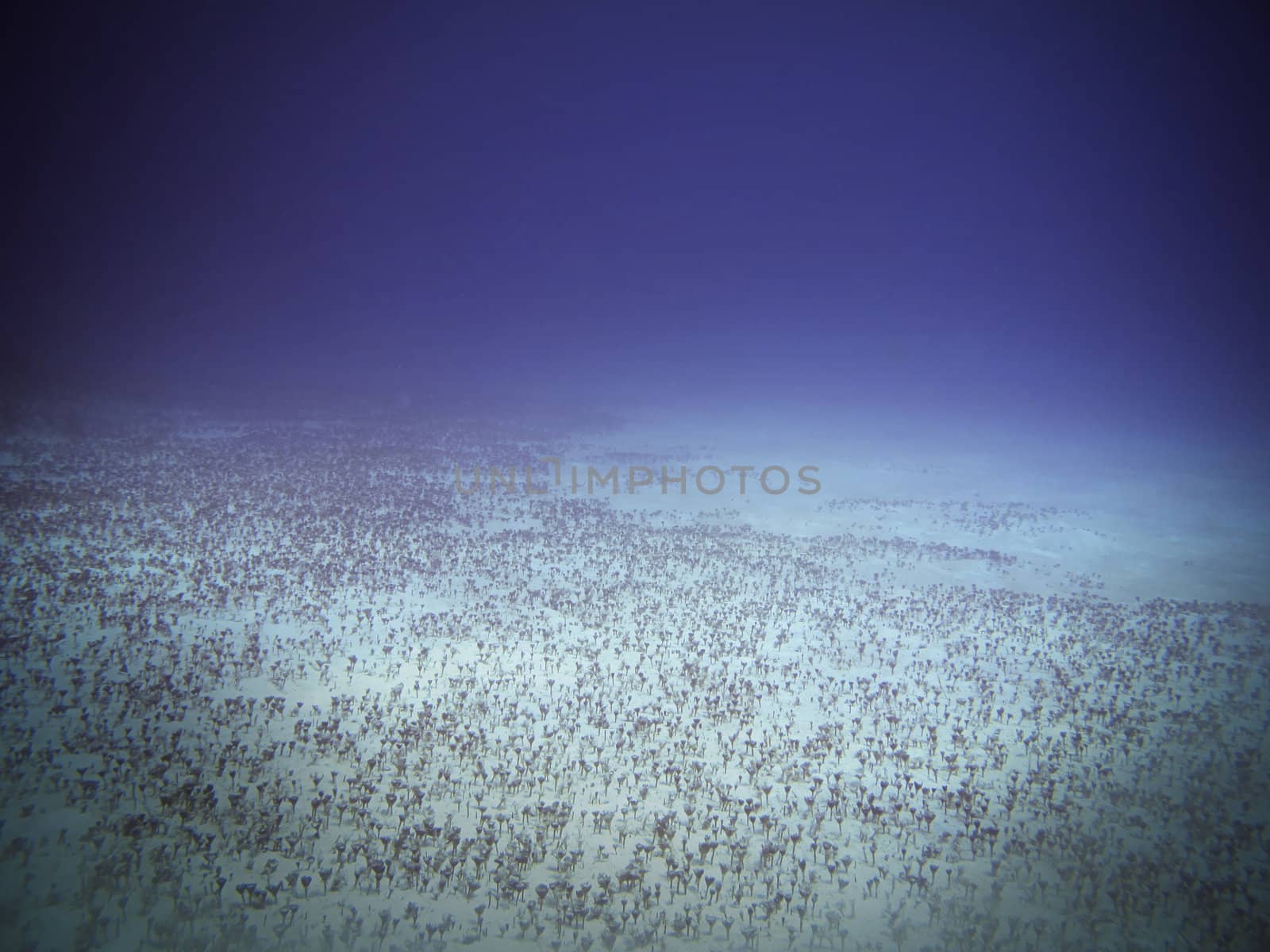 sandy ocean floor where little algea tree are growing