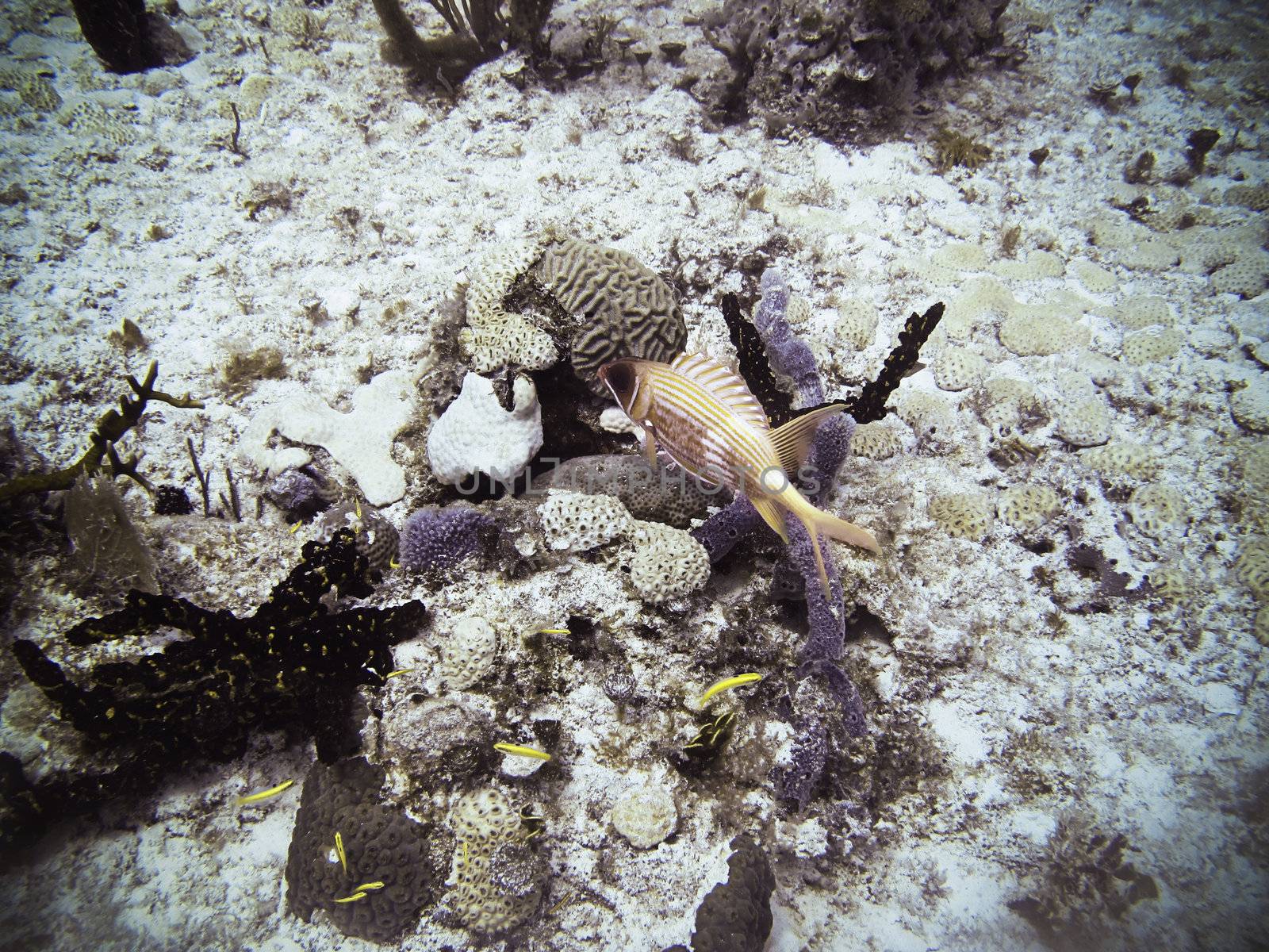 Ugly red fish swimming in a reef