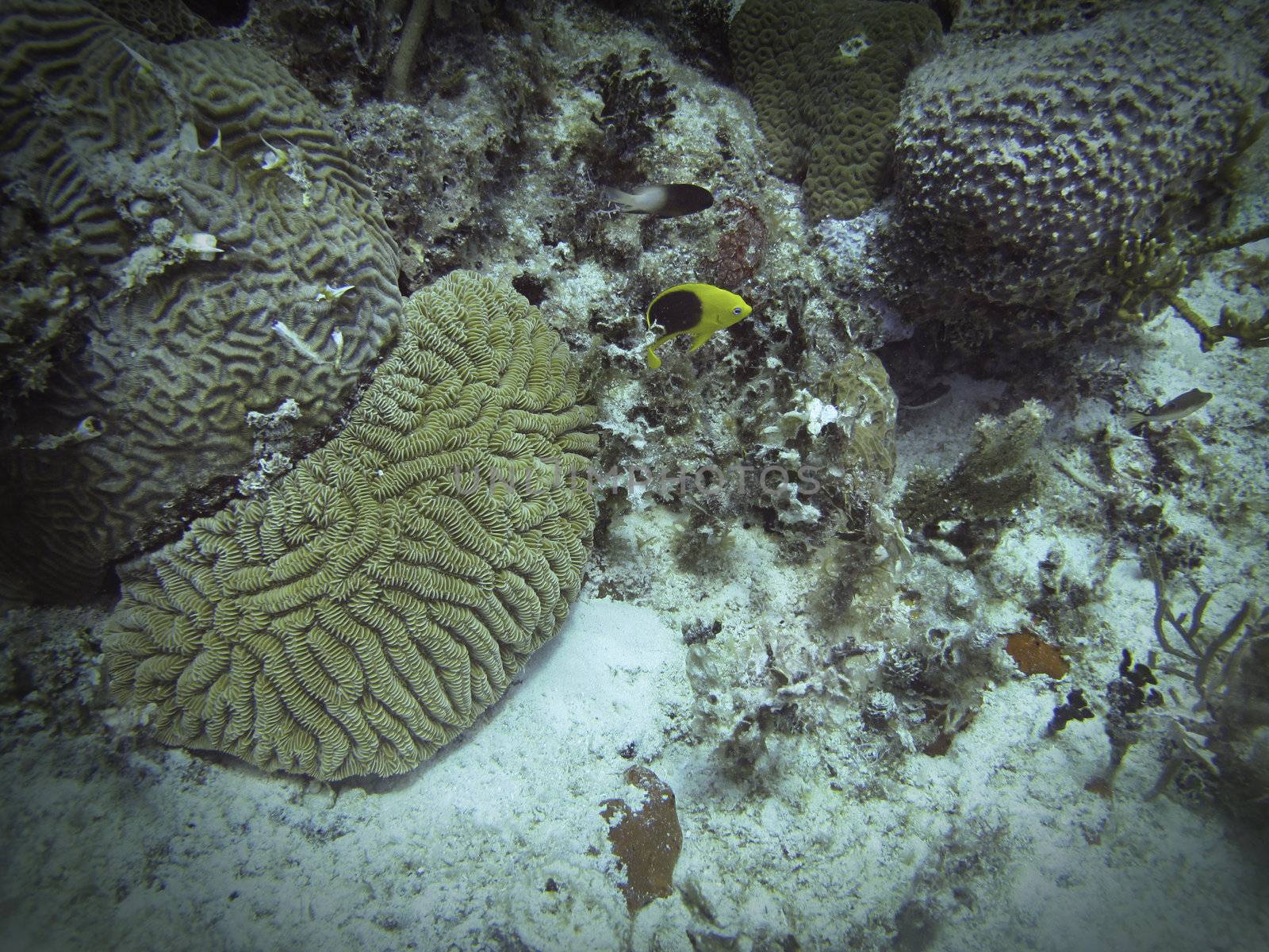 Small fish swimming in a coral reef