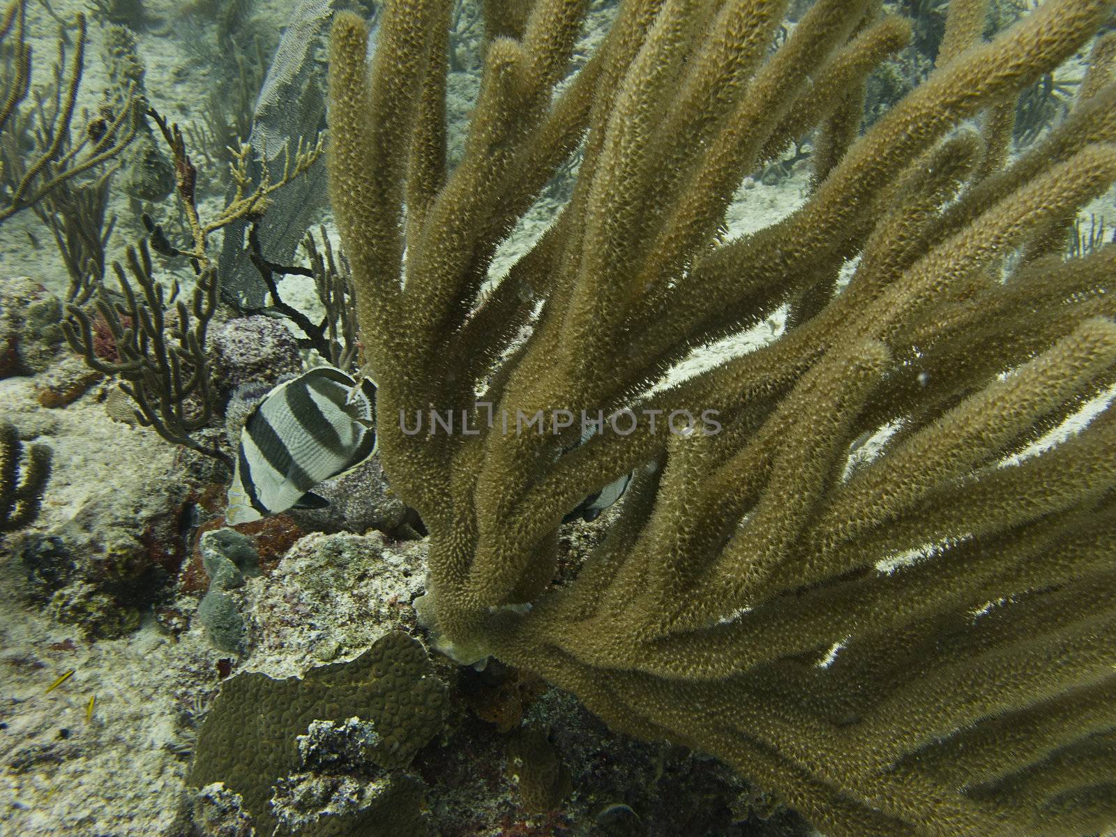 banded butterflyfish swimming around a coral