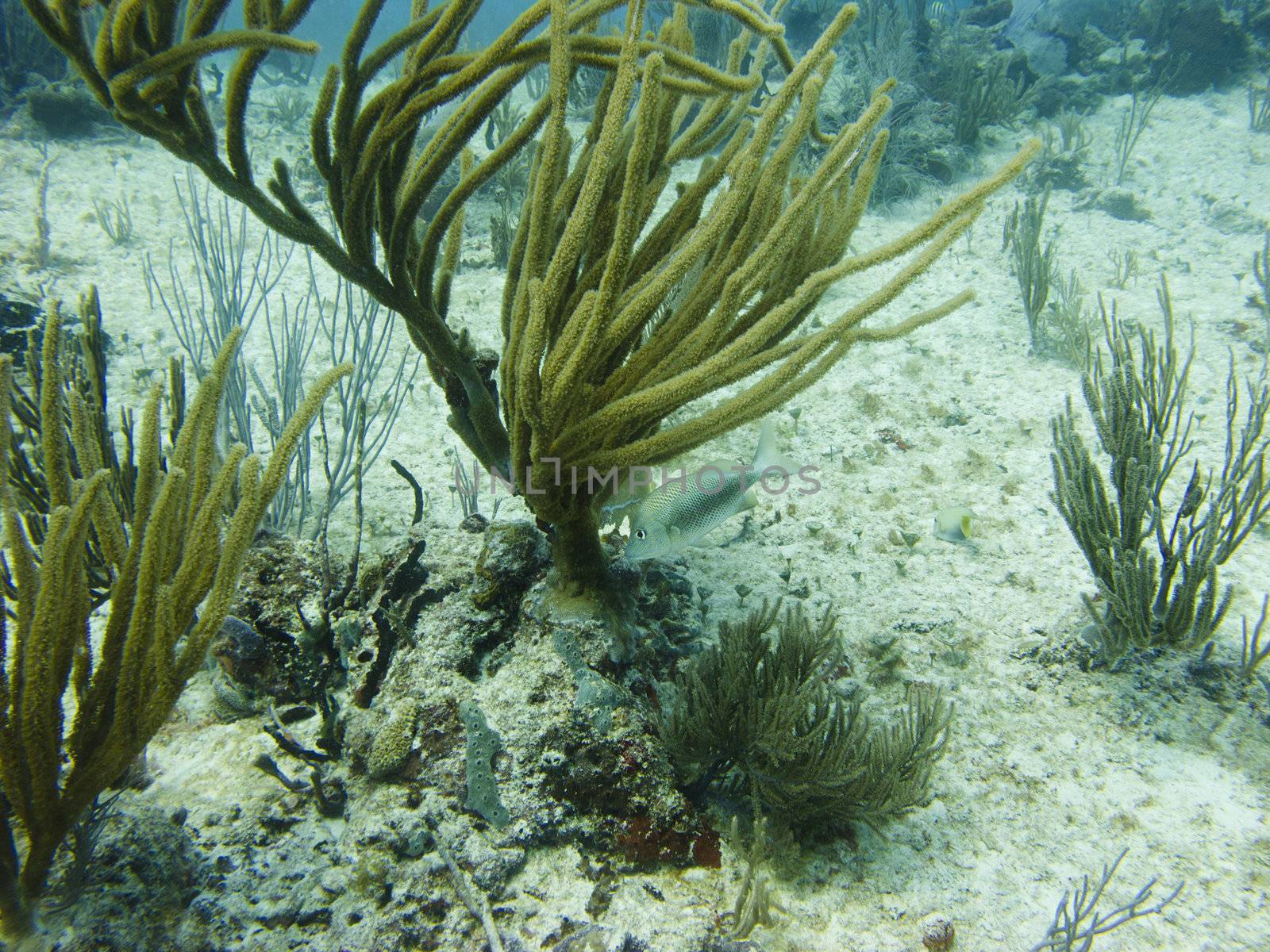 fish feeding on a coral