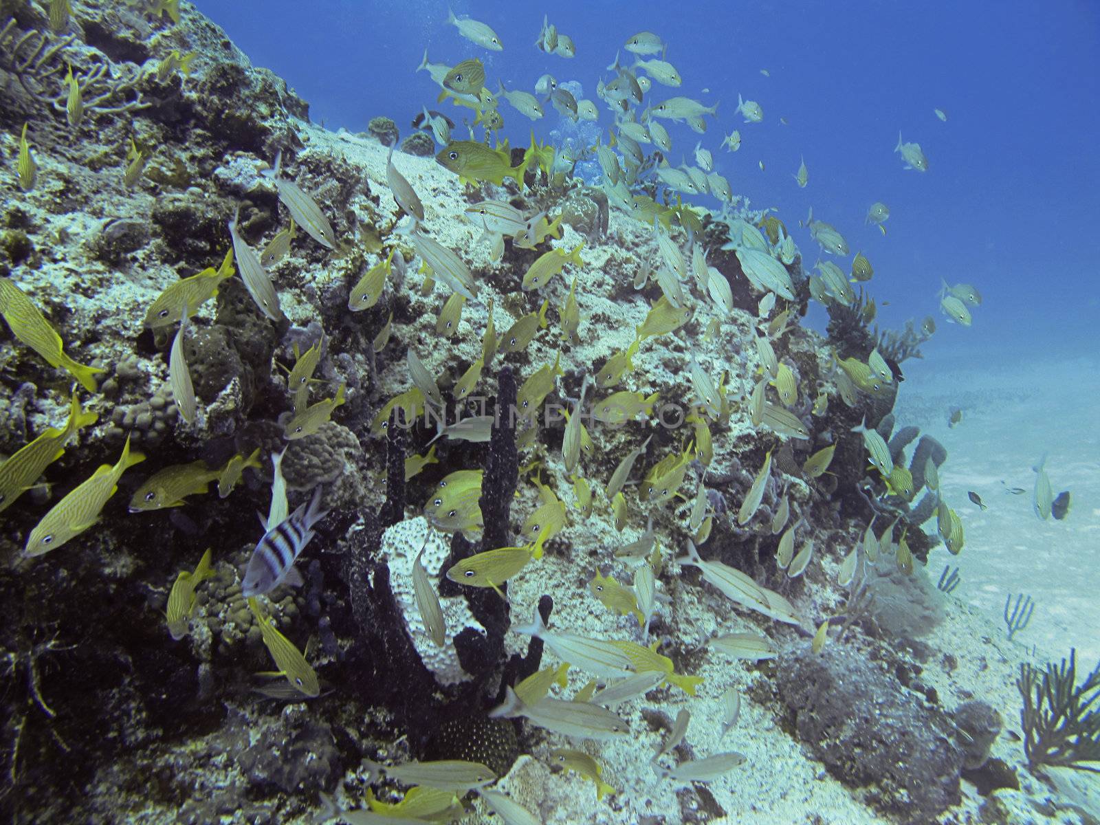 School of mix fish in a coral reef