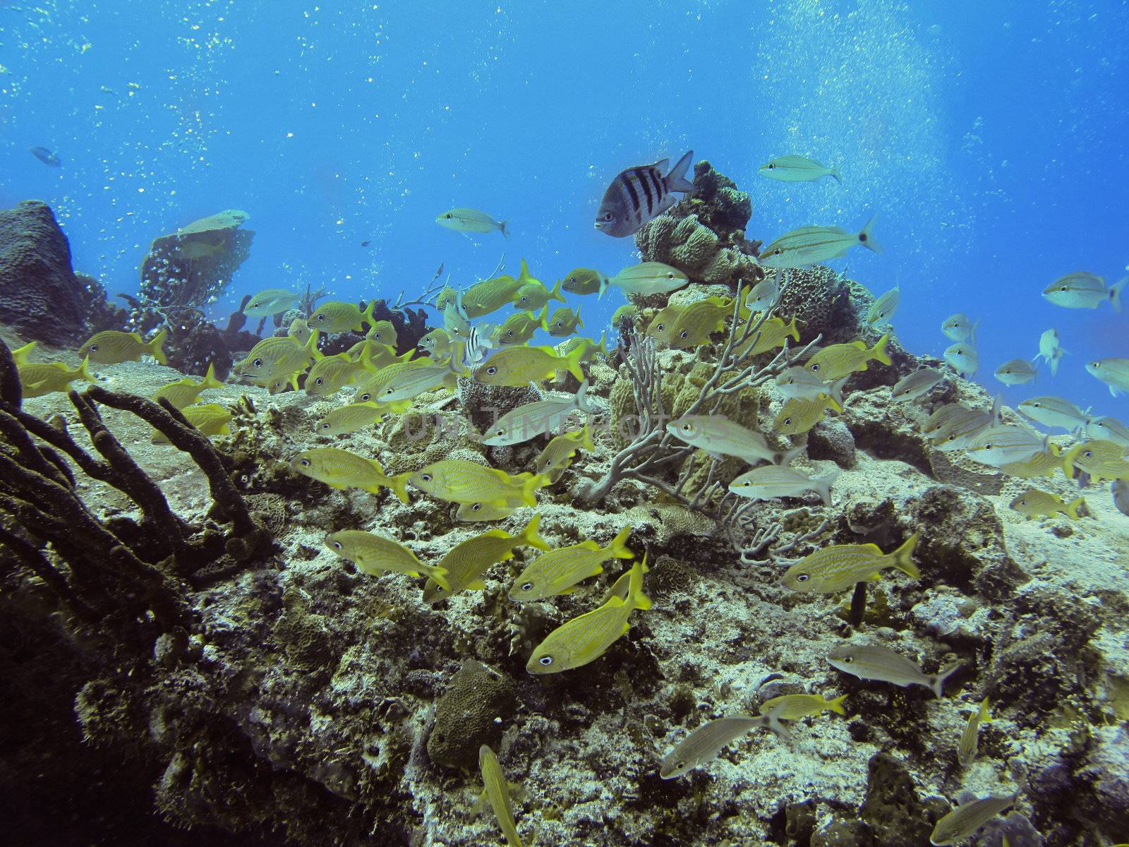 School of mix fish in a coral reef