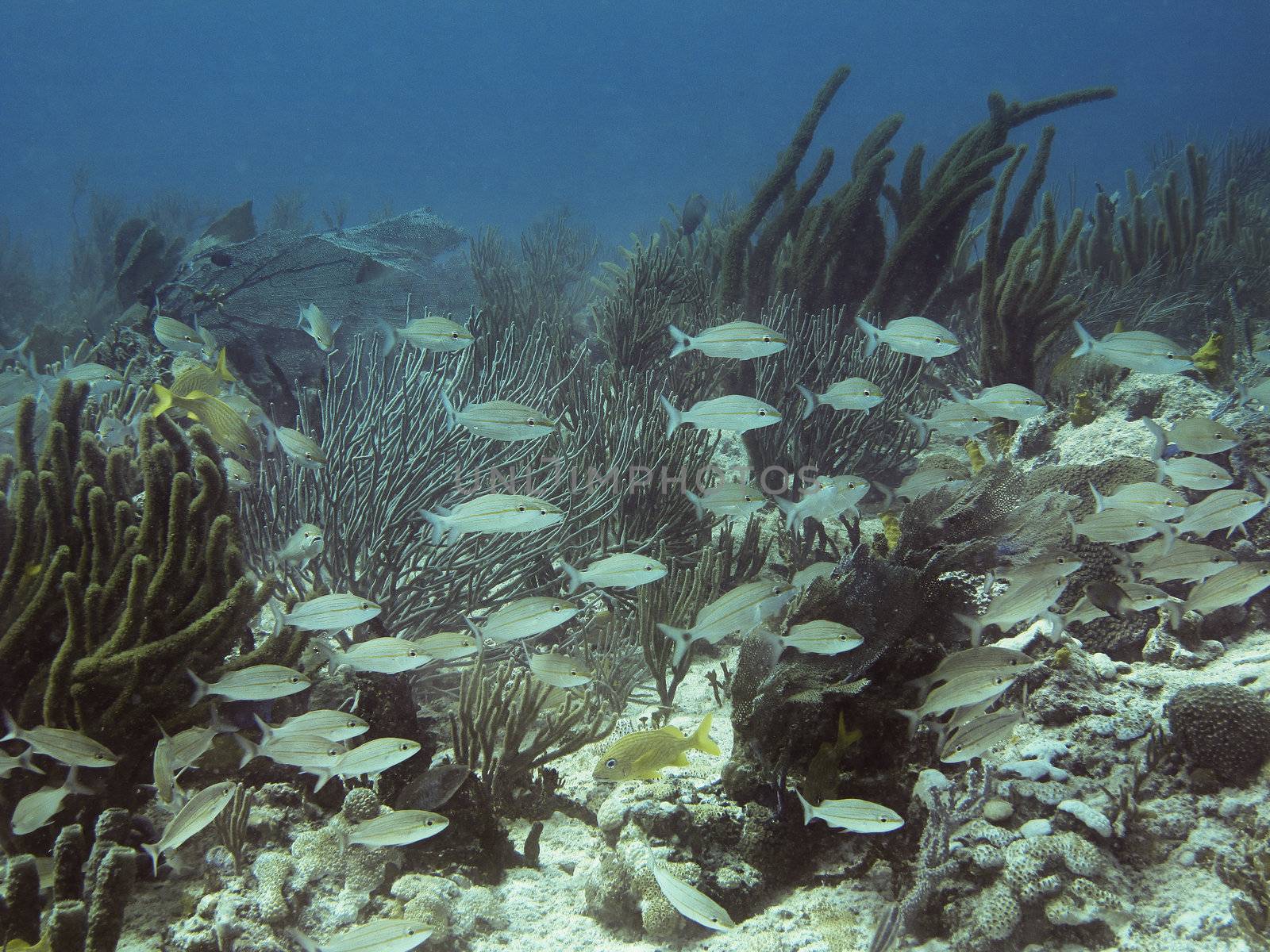 school of white fish swimming in a reef