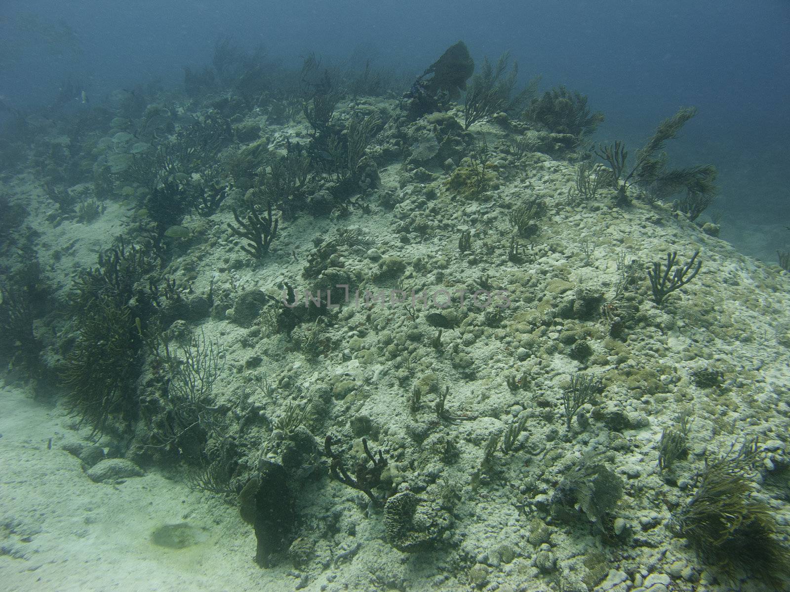 underwater hill where coral grows and fish lives