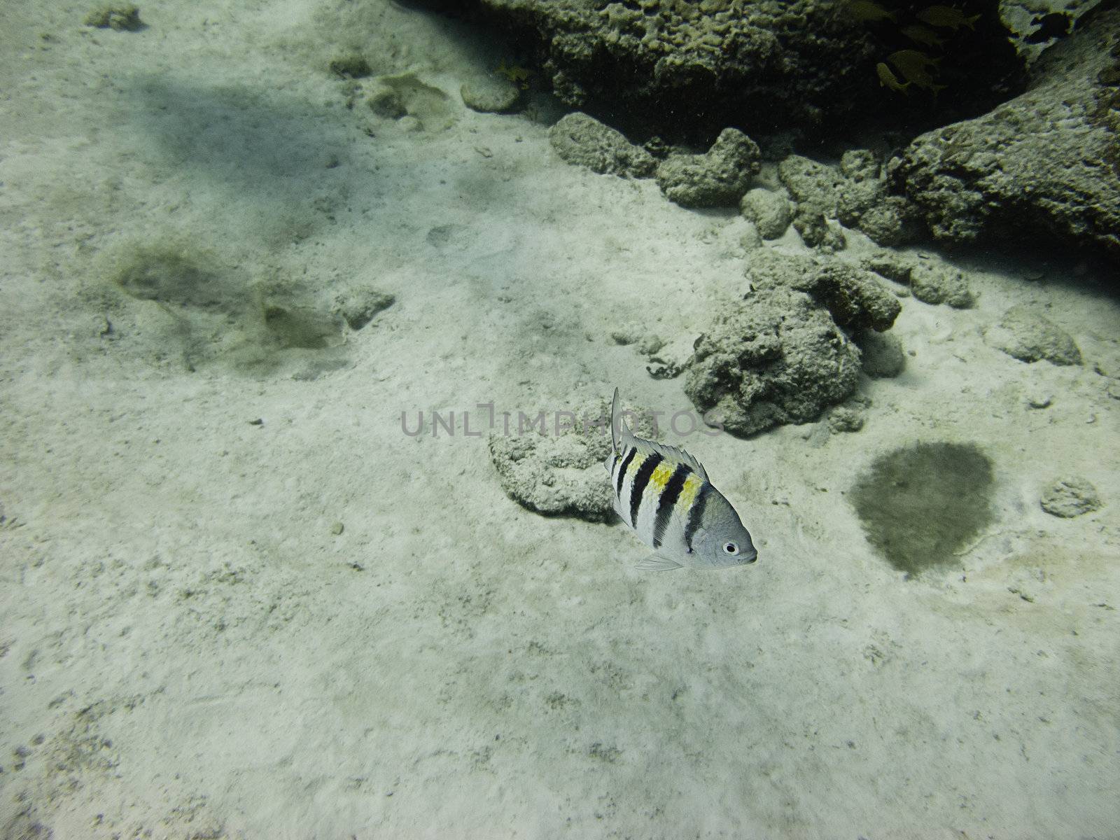 Lonely Abudefduf saxatilis swimming at the bottom of the sea