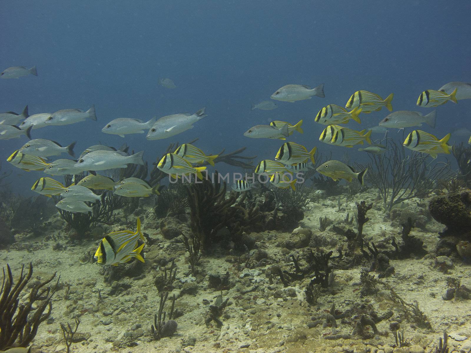 School of fish swimming over a reef