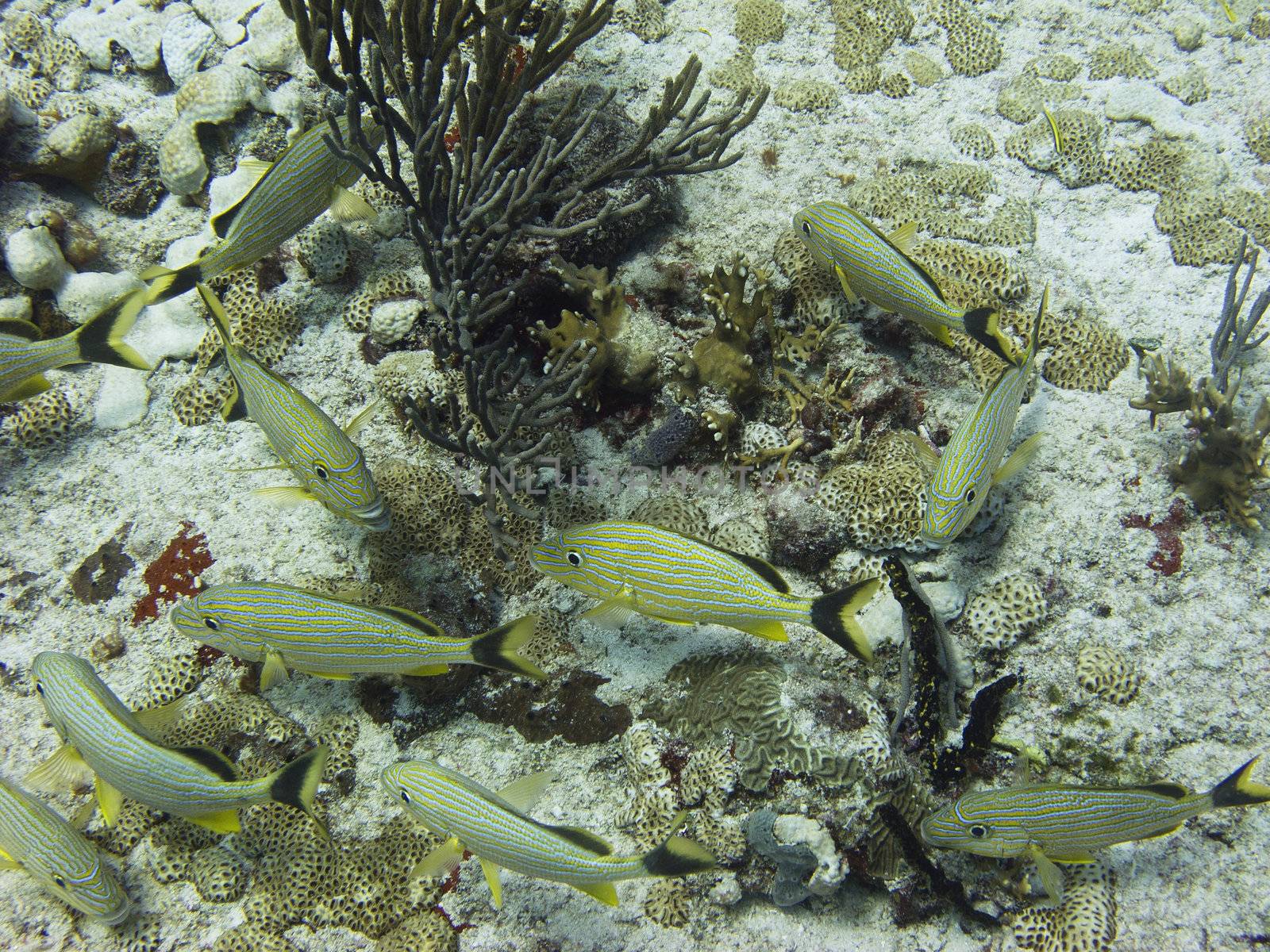 little school of blue stripped grunt swimming around a coral