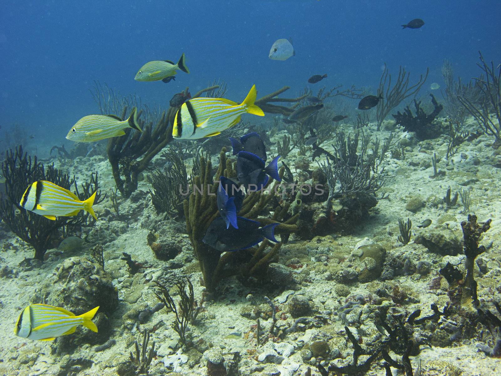 mutliple school of fish swimming over a reef