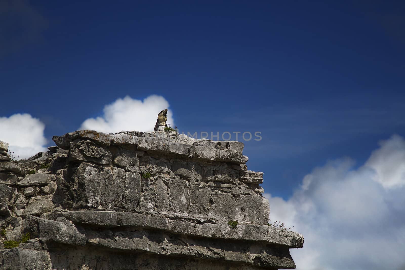 Iguana, on top of mayan ruin, holding it's head up