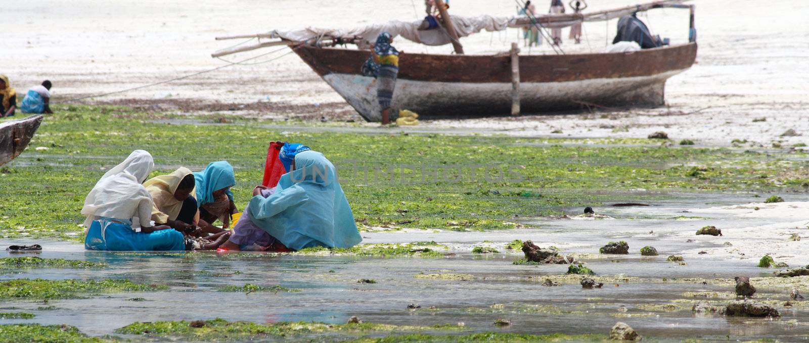 Women and children with colorful clothes looking for shellfishes in Zanzibar
