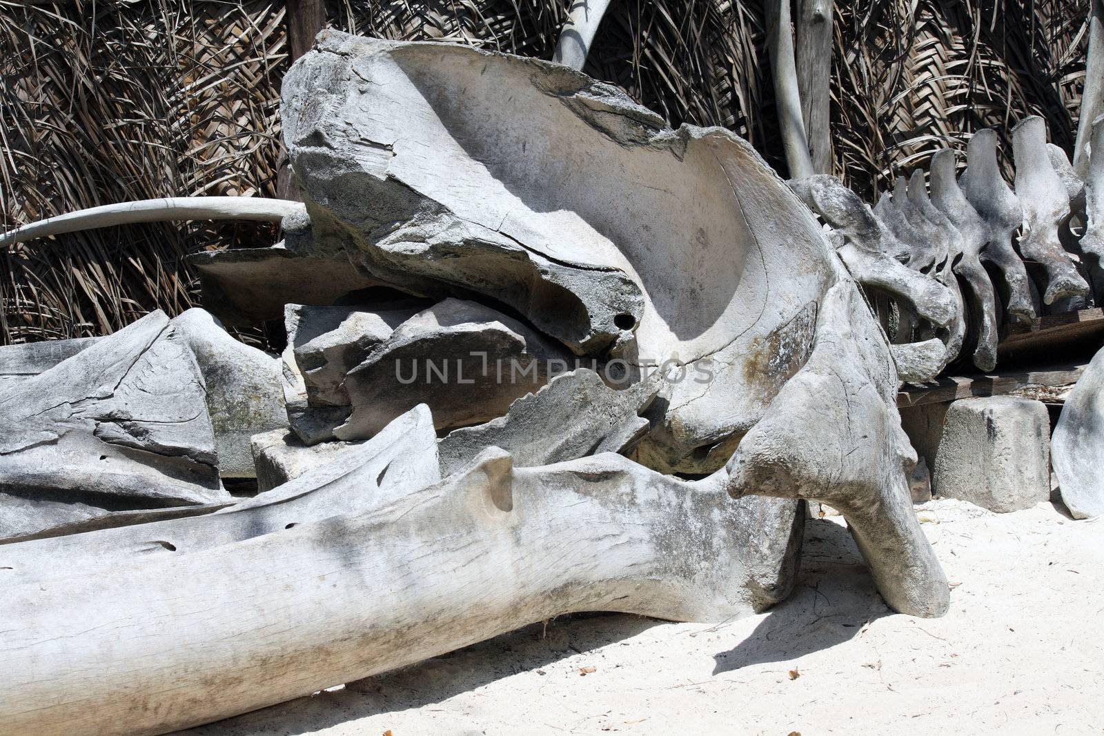 Bones of a beached whale in Zanzibar