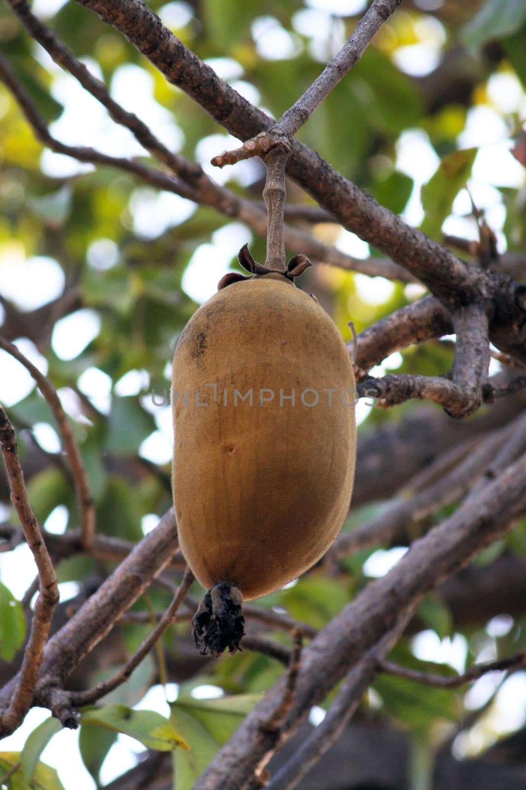 A big baobab fruit in Zanzibar