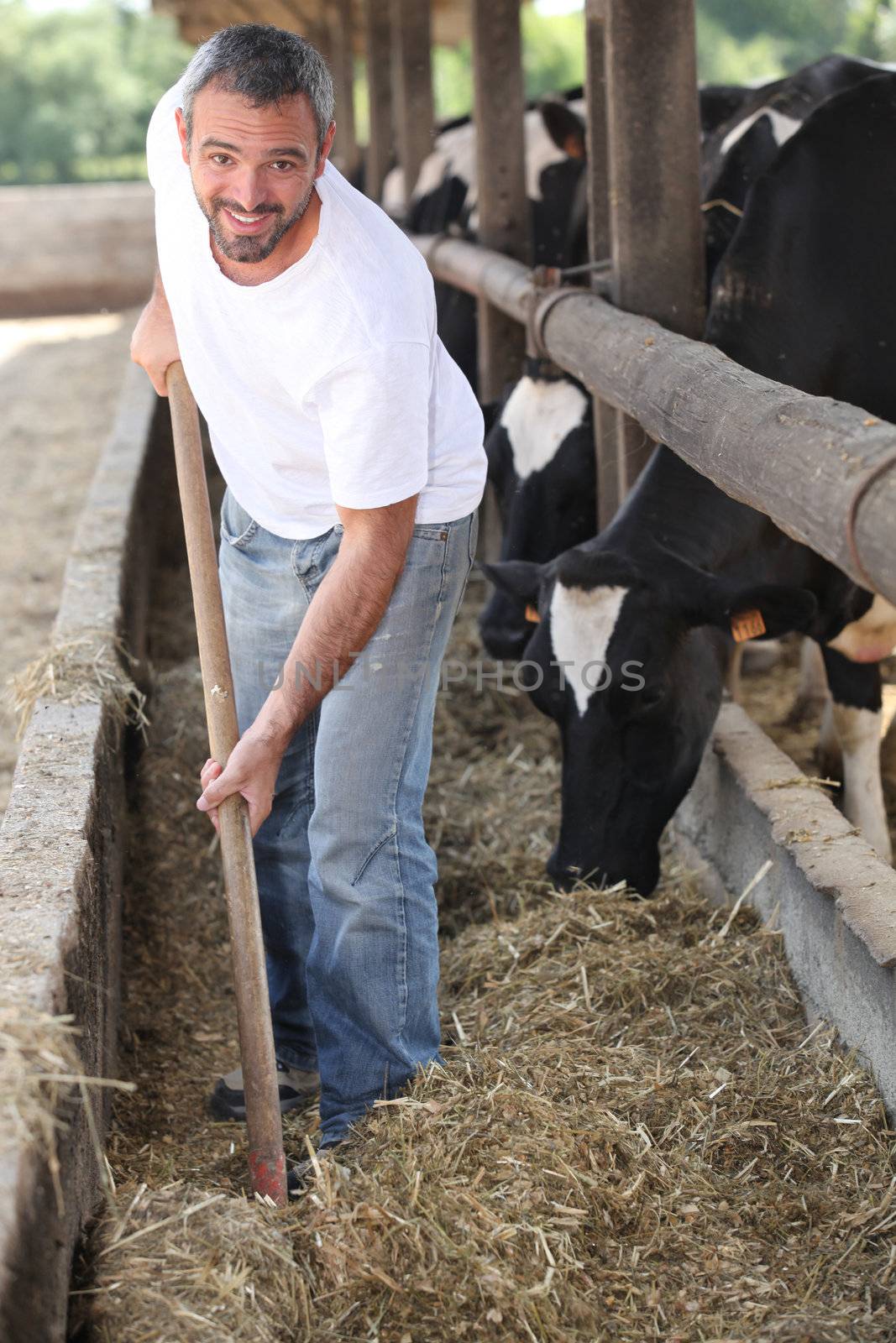 Man feeding cows