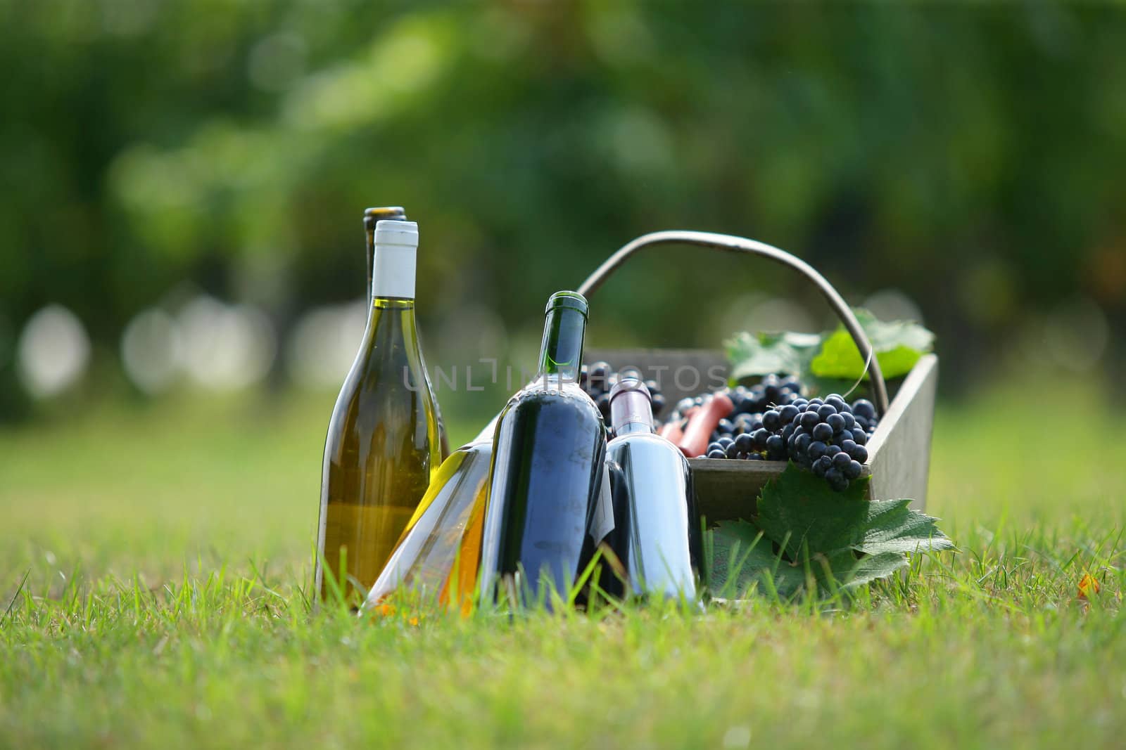Basket and wine bottles in a field