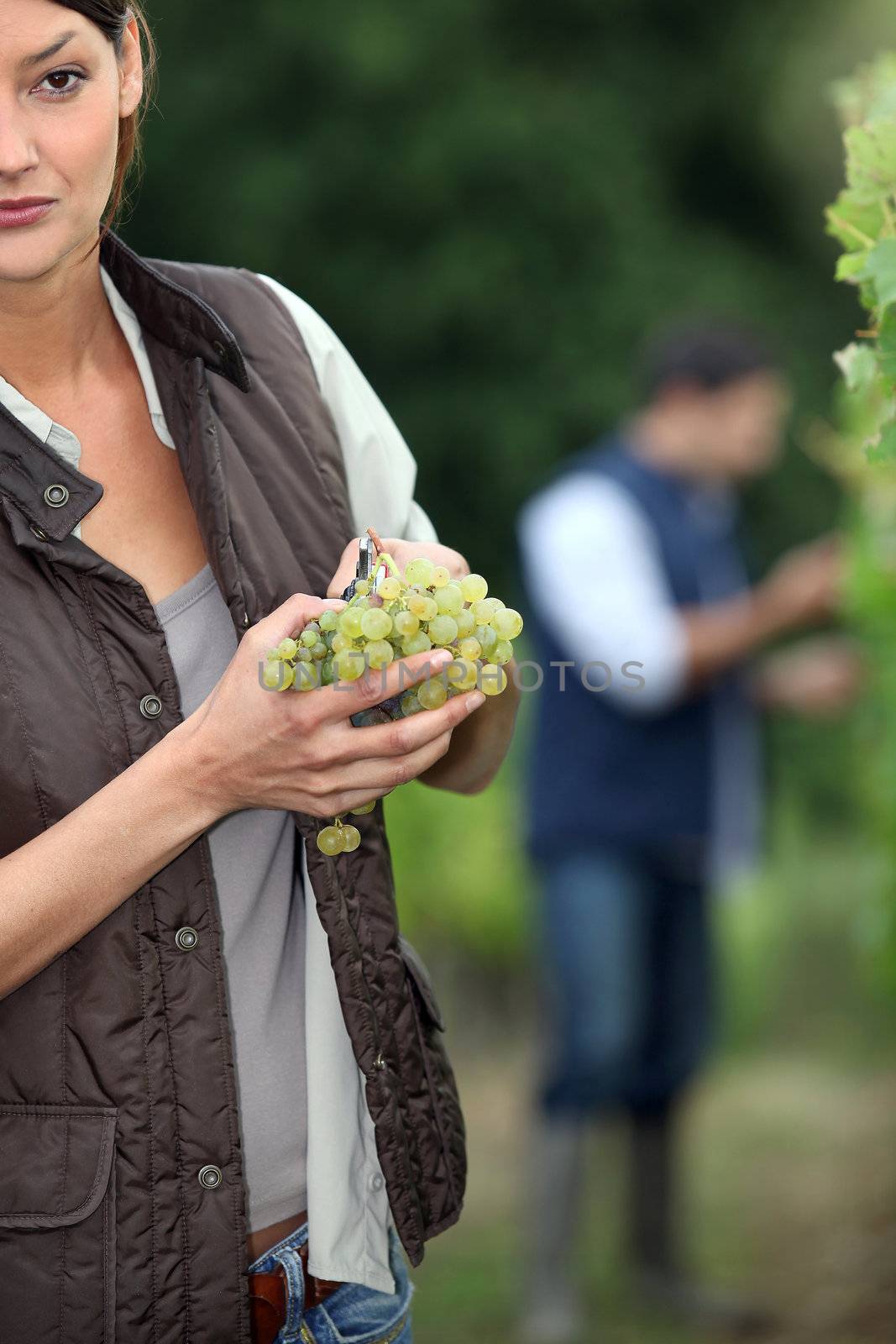 Gardener with bunch of grapes