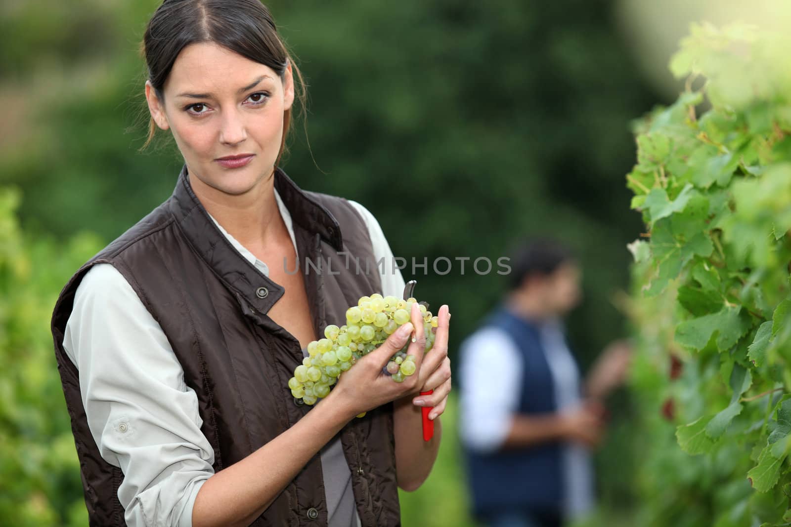 Woman harvesting grapes. by phovoir