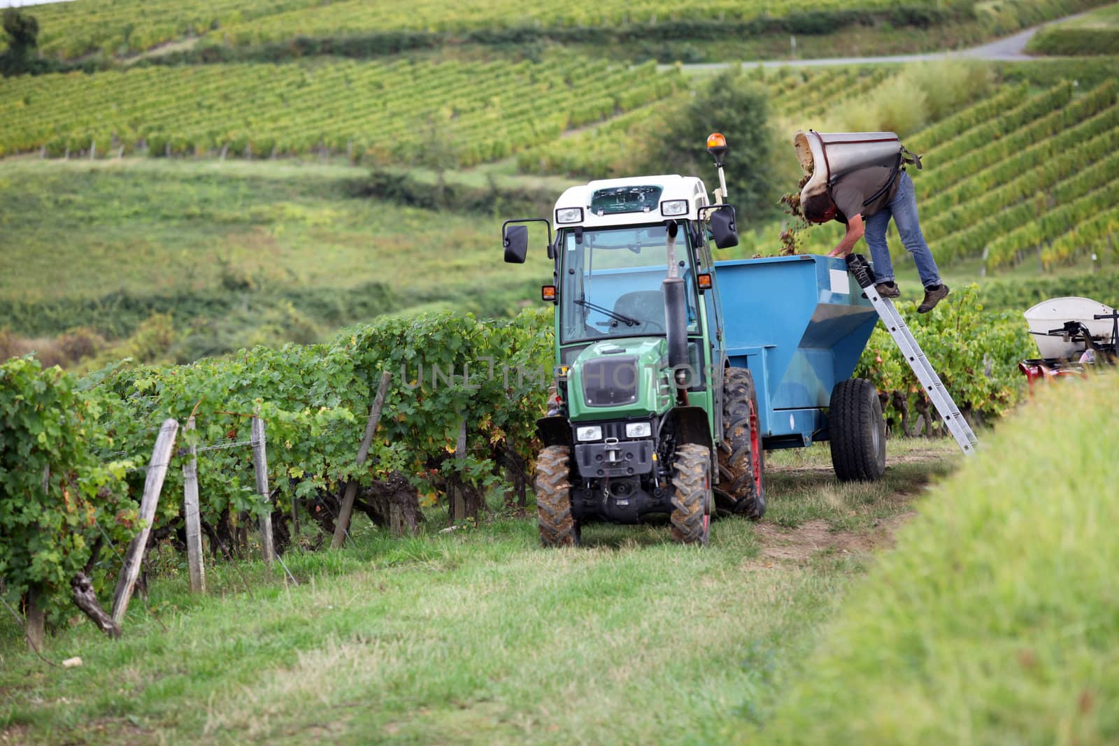 Tractor in vineyard by phovoir