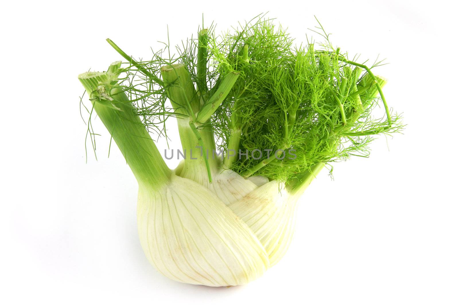 Fennel by phovoir