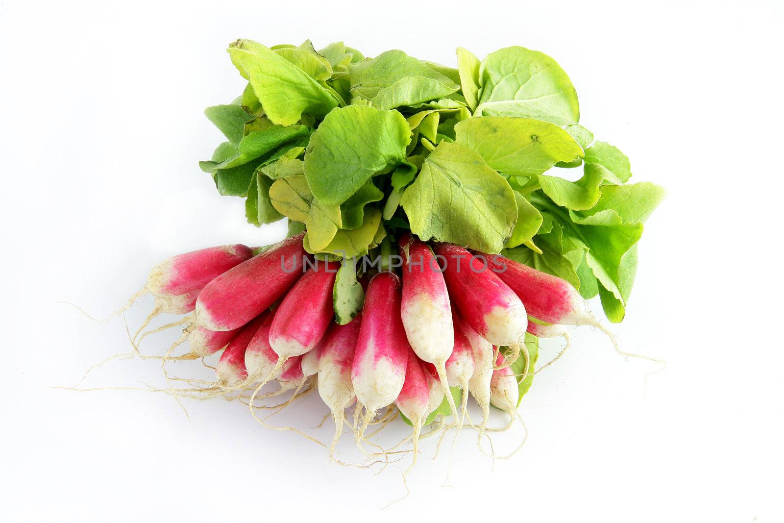 Bunch of radishes by phovoir