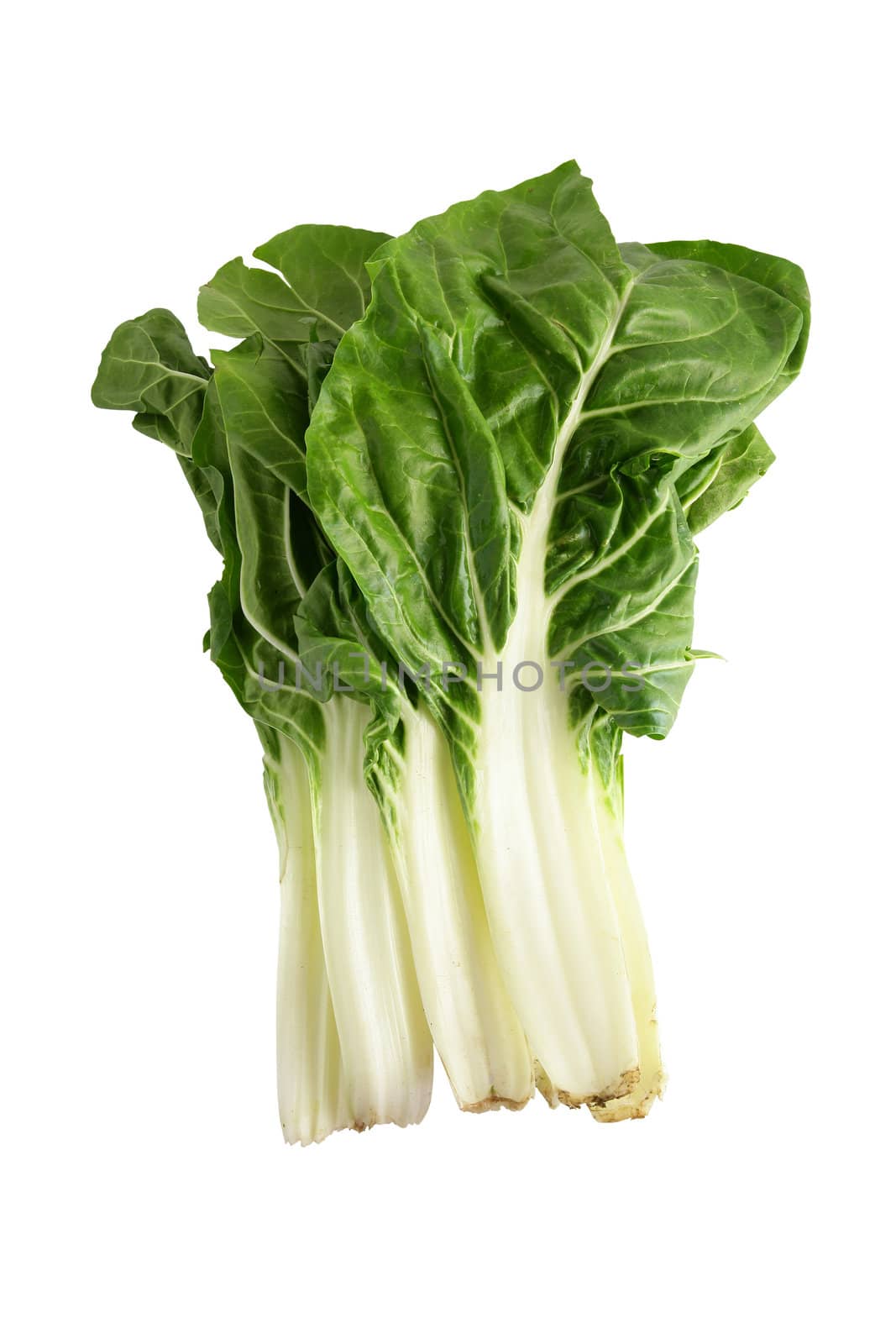 Bok choi