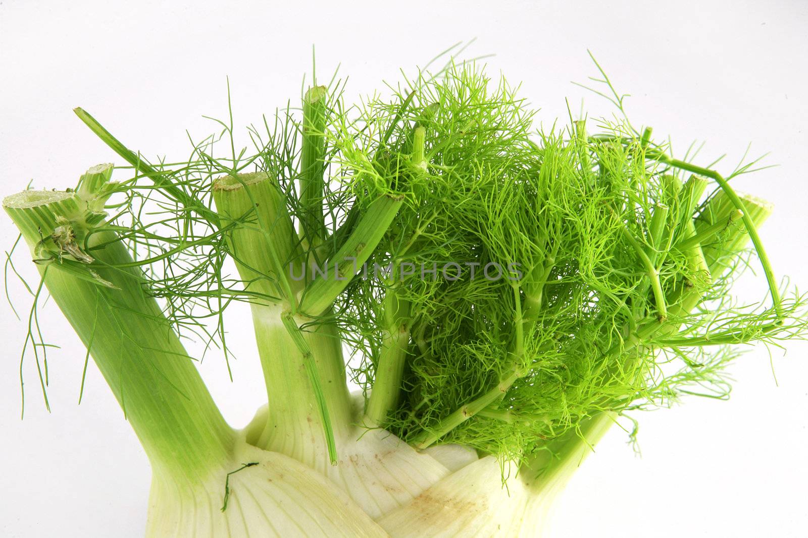 Fennel by phovoir